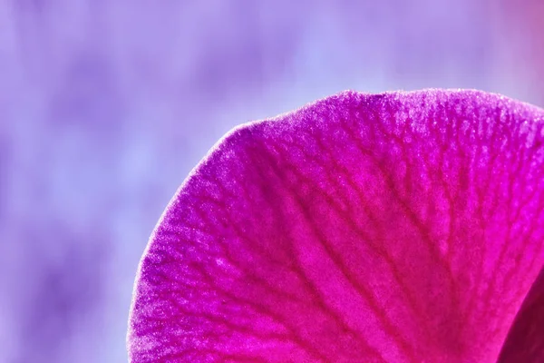 Fiore astratto, retroilluminato. primo piano — Foto Stock