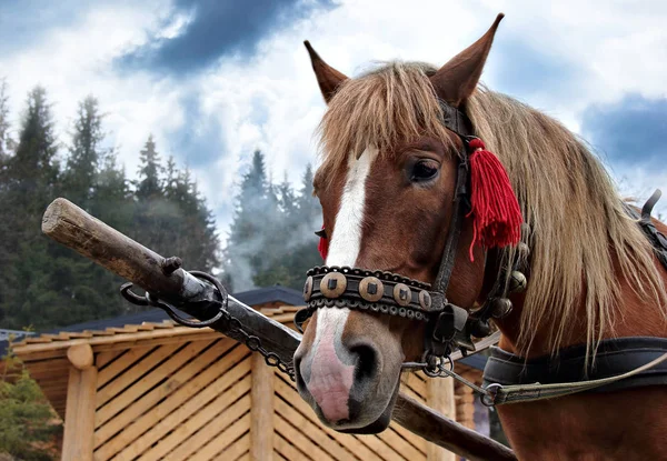 Portait kuda coklat menyeret kereta — Stok Foto