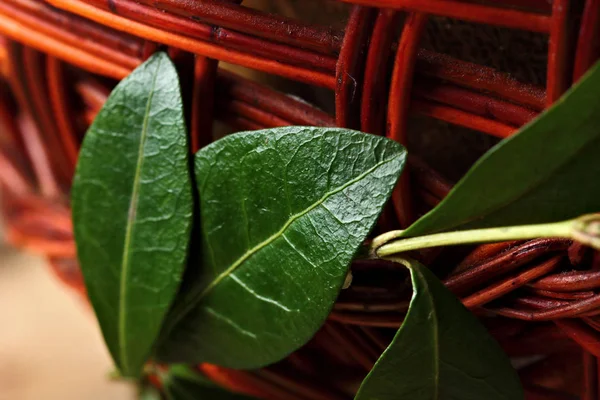 Barwinek pozostawia closeup.on ester kosz — Zdjęcie stockowe