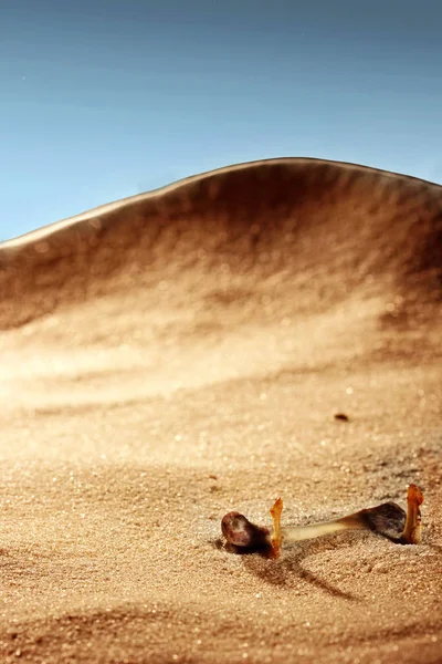 Les os des animaux morts dans le désert — Photo