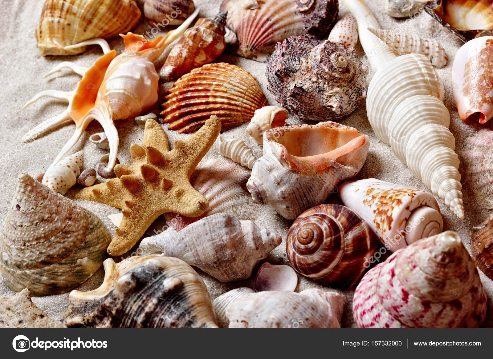 Fundo bonito de conchas e estrelas do mar. Coleção de ...