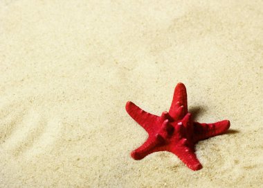 Kırmızı denizyıldızı üstünde Beach.Copy yer. Yaz ve deniz kavramı
