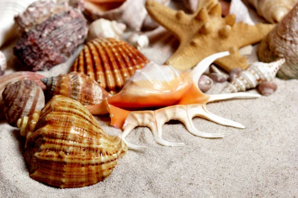 Fondos de pantalla.Conchas de mar en arena beach.copy space.Concepto de verano — Foto de Stock