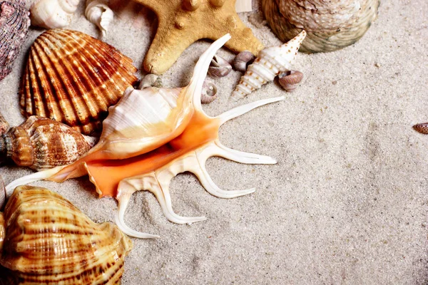 Stranden bakgrundsbilder. Snäckskal på sand beach.copy utrymme. Begreppet sommaren — Stockfoto