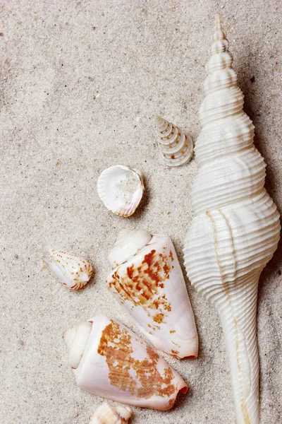 해변 배경 화면. 조개 모래 beach.copy 공간에. 여름의 개념 — 스톡 사진