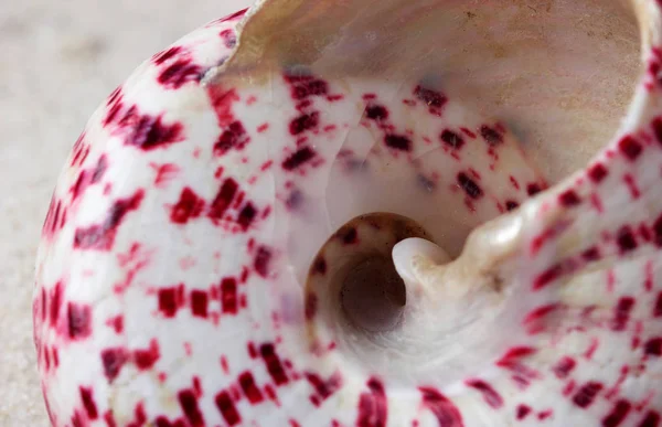 Textura de la concha marina.Concepto macro disparo de textura de concha marina — Foto de Stock
