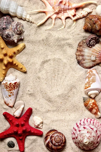 모래 해변에서 조개 풀 프레임 — 스톡 사진