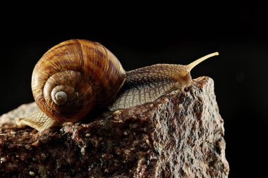 Kahverengi salyangoz taş duvar. Closeup salyangoz kaya