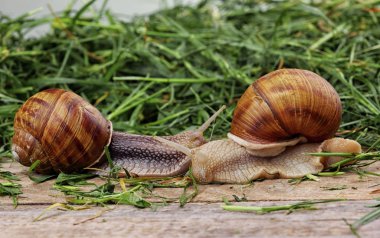 Salyangoz çift. Salyangoz aşk benzetme. Aşk kavramı