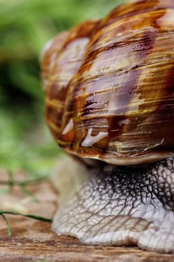 Salyangoz kabuğu doku. Ciğeri closeup salyangoz kabuğu. Makro fotoğrafçılık
