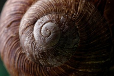 Salyangoz kabuğu doku. Salyangoz closeup kabuk. Makro fotoğrafçılık