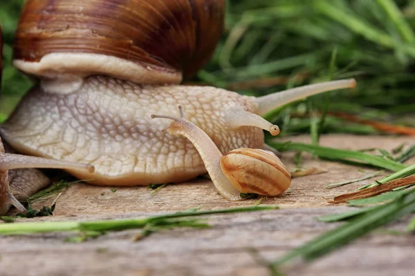 蜗牛一家。小蜗牛和父亲蜗牛。Analogy.Concept 的家庭 — 图库照片