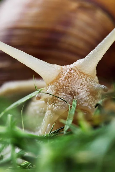 履带式蜗牛吃草。爬山虎在草地上雨后的蜗牛。蜗牛。Closeup.Macro — 图库照片