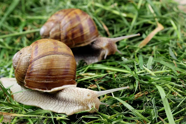 Snigel par. Snigel kärlek analogi. Begreppet kärlek — Stockfoto