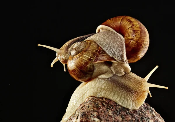 Chiocciola marrone su muro di pietra.Saliti l'uno sull'altro.Figura da lumache . — Foto Stock