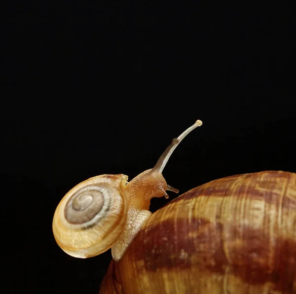 Una piccola lumaca su una lumaca madre.Concetto madri figlio.Macro photography.Copy spazio — Foto Stock