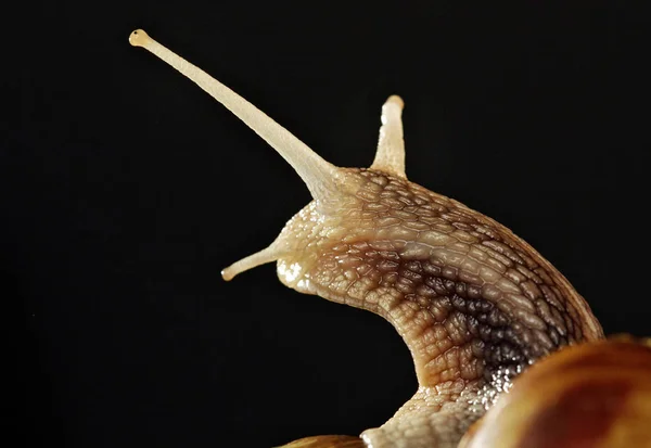 Closeup portret van een trage slak. Concept macro portretten — Stockfoto