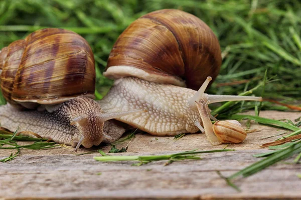 Família de caracol .Little mãe de caracol e pai snail.Analogy.Concept de família — Fotografia de Stock