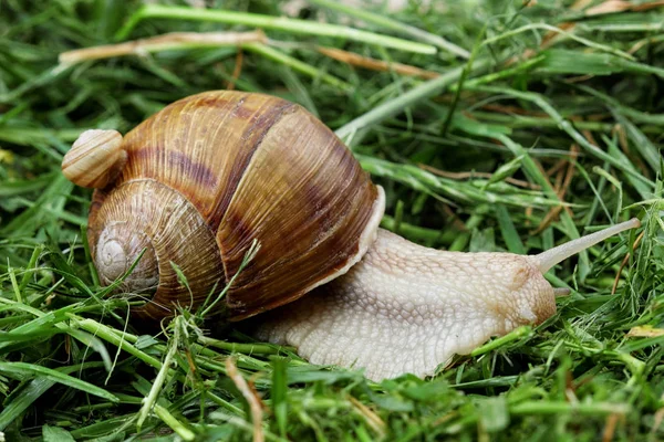 Snigel familj. Lilla snigel på mor snigel. Analogy.Concept av familjen. Kopiera utrymme — Stockfoto