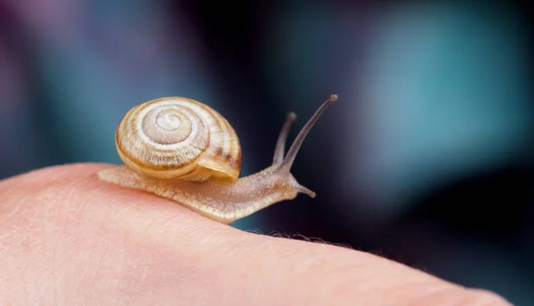坐在一只手上的小蜗牛。微距摄影的蜗牛 — 图库照片