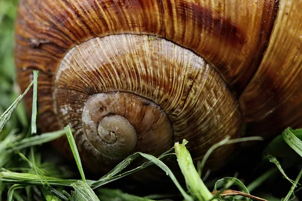 Snigel skal konsistens. Skal av snigel i gras närbild. Makrofotografering — Stockfoto