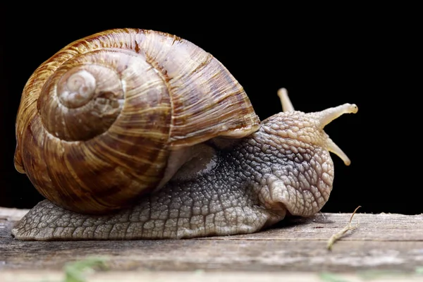 Snail on wodden desk.Closeup. Black background.Macro photo of snail