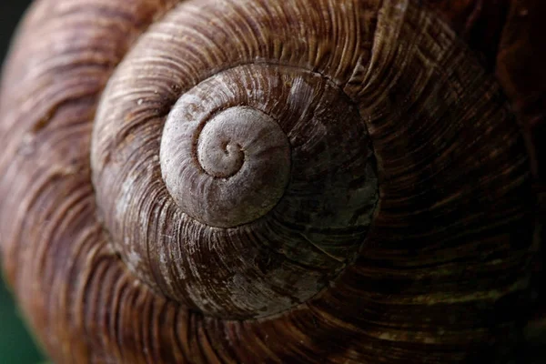 蜗牛壳纹理。壳的蜗牛特写。微距摄影 — 图库照片