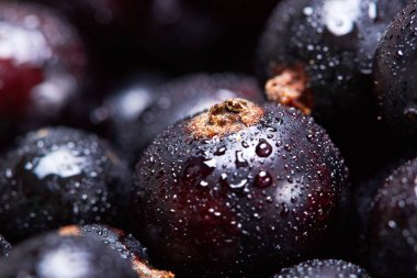 Siyah frenk üzümü suyu drops.top manzaralı. Taze çilek. Makro photographycloseup. Makro fotoğrafçılık. Seçici odak