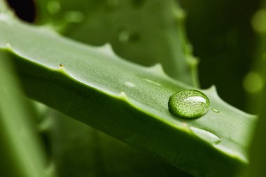 Aloe vera yaprağı üzerinde Su damlacıkları. Makro fotoğrafçılık