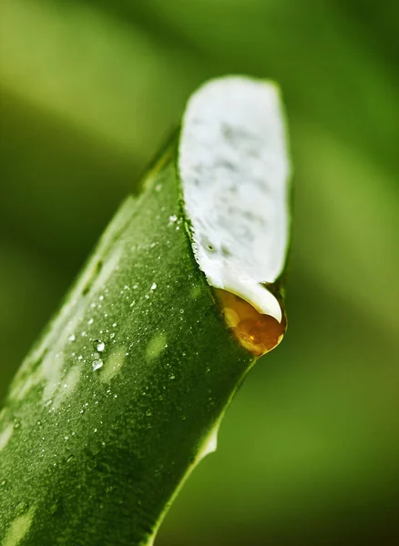 Aloe juice drop close up.Macro photography.Closeup.Green colour — Stok Foto