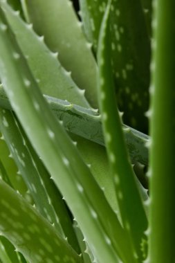 Aloe vera bitki. Bitkinin yeşil background.texture. Aloe doku arka plan