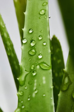 Aloe vera yaprağı üzerinde Su damlacıkları. Makro fotoğrafçılık