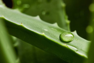 Aloe vera yaprağı üzerinde Su damlacıkları. Makro fotoğrafçılık