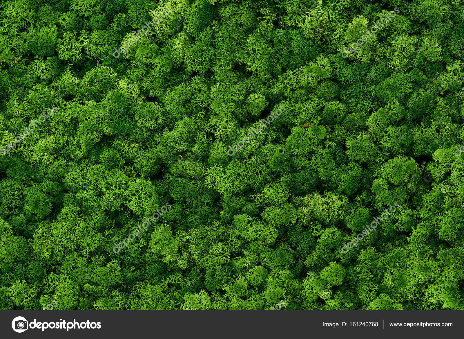 Natural Texture Of Reindeer Moss Decorative Green Moss Plant On The Wall  Background With Copy Space Picture From Organic Material Office Style  Interior Design Elements Stock Photo - Download Image Now - iStock