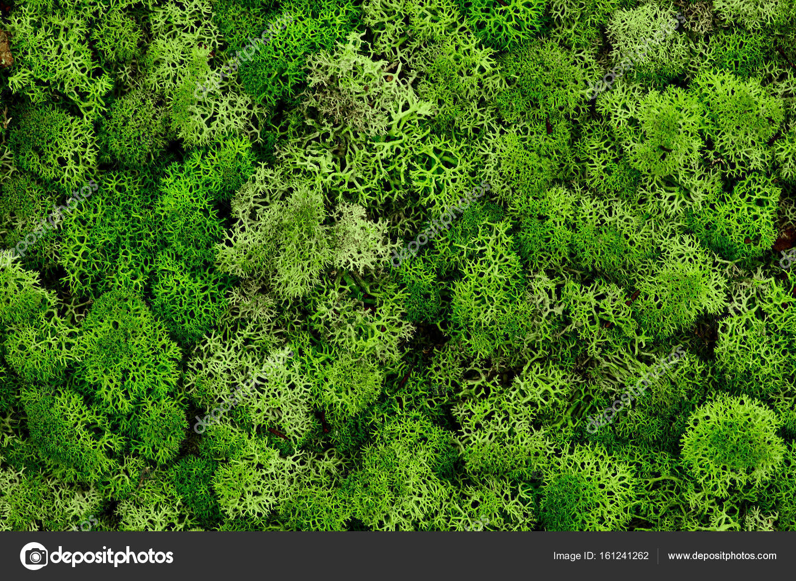 Reindeer Moss Wall Green Wall Decoration Made Of Reindeer Lichen Cladonia Rangiferina Color Of The Year 2017 Isolated On White Usable For Interior Mock Ups Texture Stock Photo By C Simplesseller Gmail Com 161241262