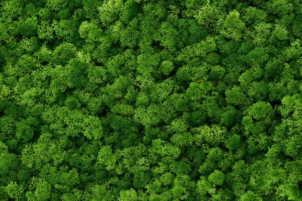 Orzechy brazylijskie ściany, Dekoracja ścienna zielone z reniferów porosty Cladonia rangiferina, kolor roku 2017, na białym tle na białym, nadające się do wnętrza makiety ups. Tekstury — Zdjęcie stockowe