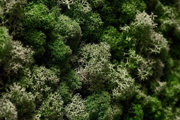 Moss. Texturen av mossan? Närbild, makro skott — Stockfoto