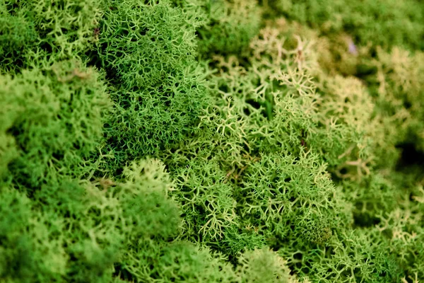 Moss. De textuur van het mos? Close-up, macro schot — Stockfoto