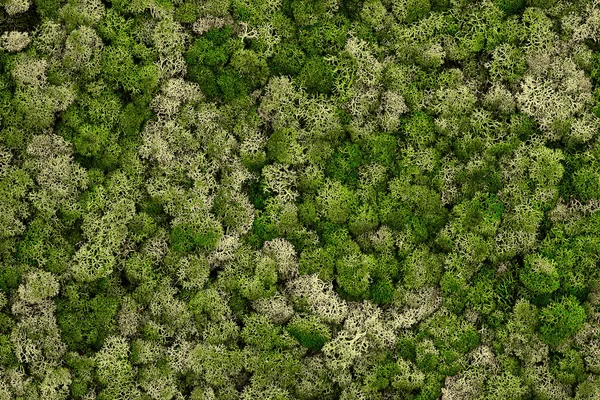 Rénszarvas moss fal, zöld fal dekoráció készült rénszarvas zuzmó Cladonia rangiferina. Textúra — Stock Fotó