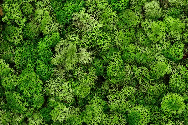 Олень мох стены, зеленая стена украшения из северного оленя лишайник Cladonia rangiferina, цвет года 2017, изолированы на белом, пригодны для использования для интерьера макет ups.Texture Стоковая Картинка