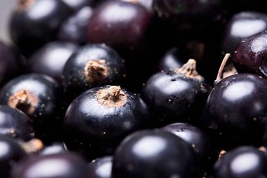 Siyah frenk üzümü. Taze böğürtlen. Berry hasadı.