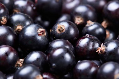 Siyah frenk üzümü. Taze böğürtlen. Berry hasadı.