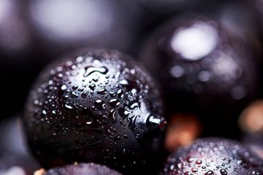 Siyah frenk üzümü suyu drops.top manzaralı. Taze çilek. Makro photographycloseup. Makro fotoğrafçılık. Seçici odak