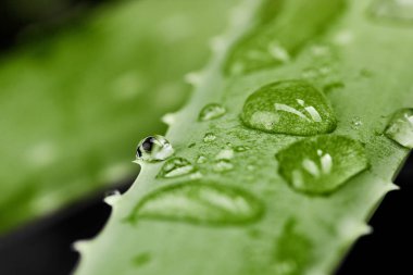 Aloe vera yaprağı üzerinde Su damlacıkları. Makro fotoğrafçılık