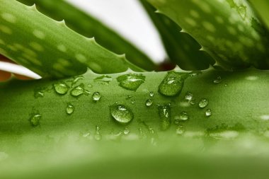 Aloe vera yaprağı üzerinde Su damlacıkları. Makro fotoğrafçılık