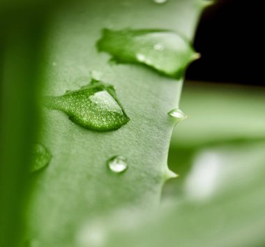 Aloe vera yaprağı üzerinde Su damlacıkları. Makro fotoğrafçılık