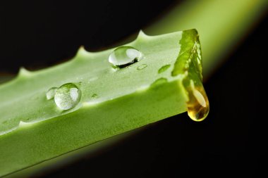 Aloe suyu damla kapatın. Makro fotoğrafçılık. Closeup.Green renk