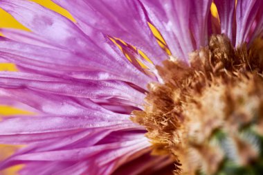 Çiçek açan badana cornflower yakın çekim. Sarı arka plan