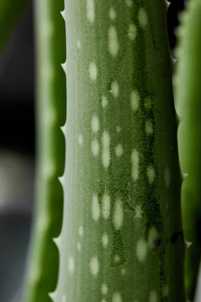 Aloe vera roślin. Zielony background.texture rośliny. Aloe tekstura tło — Zdjęcie stockowe