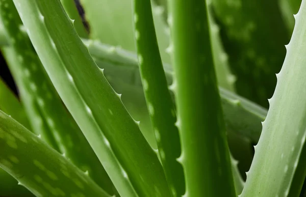Aloe vera roślin. Zielony background.texture rośliny. Aloe tekstura tło — Zdjęcie stockowe
